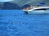 Lanai Wild Dolphin and Snorkel